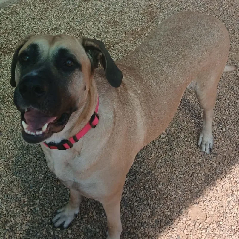 An adult extra large-sized female Brown / Chocolate Bullmastiff dog named Big Mamma for adoption in Wadena, MN