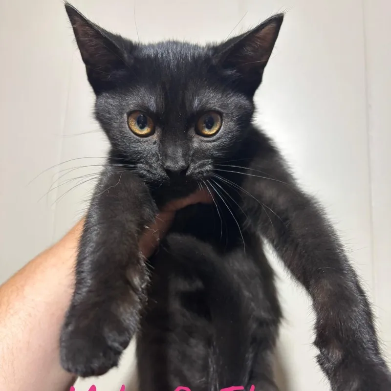 A baby small-sized female Black Domestic Short Hair cat named Mike and Ike for adoption in DeKalb, IL