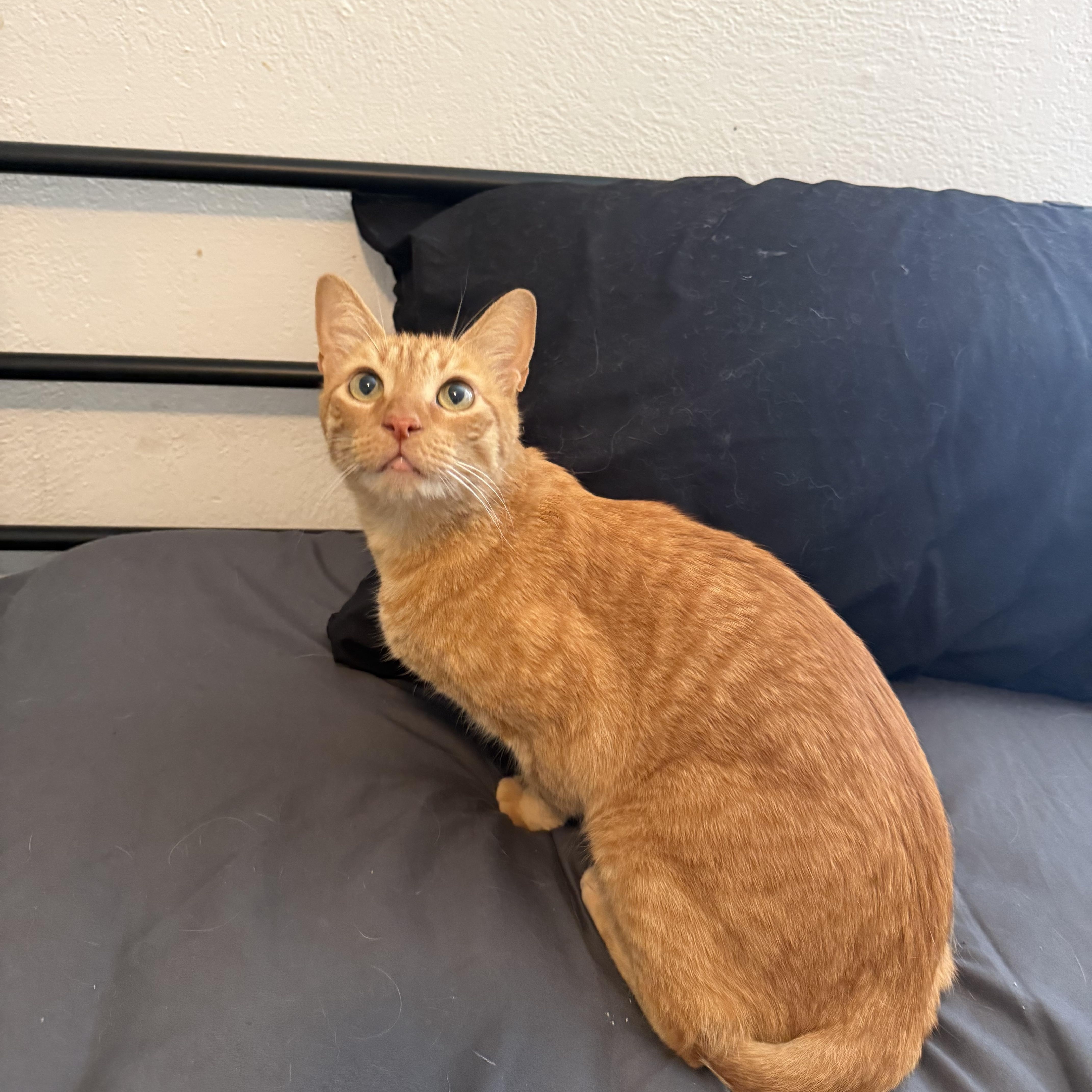 An adult large-sized male Orange / Red Domestic Short Hair cat named Leon for adoption in Fresno, CA