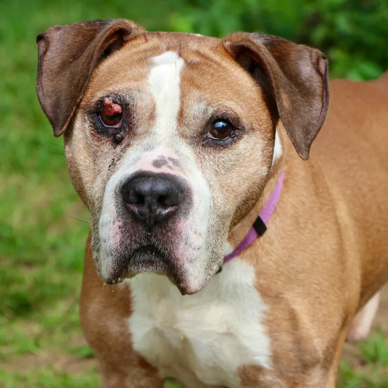 A senior medium-sized male Yellow / Tan / Blond / Fawn Mixed Breed dog named Lloyd for adoption in Allentown, PA