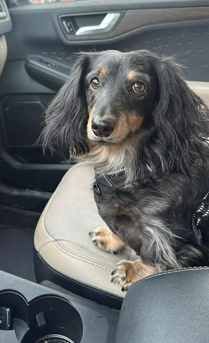 Milo  Ohio Only thumbnail 4