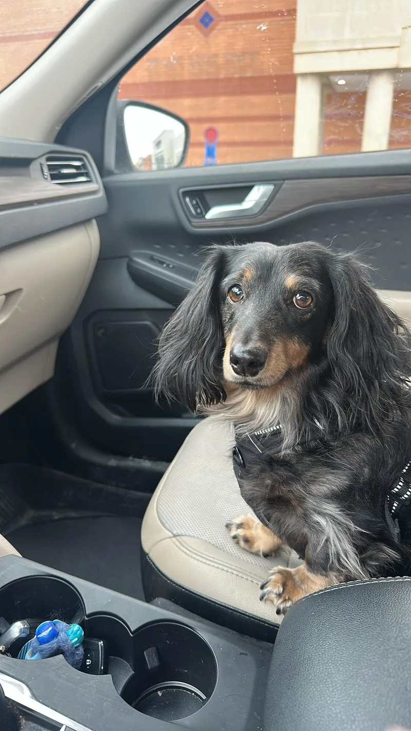 Milo  Ohio Only thumbnail 5