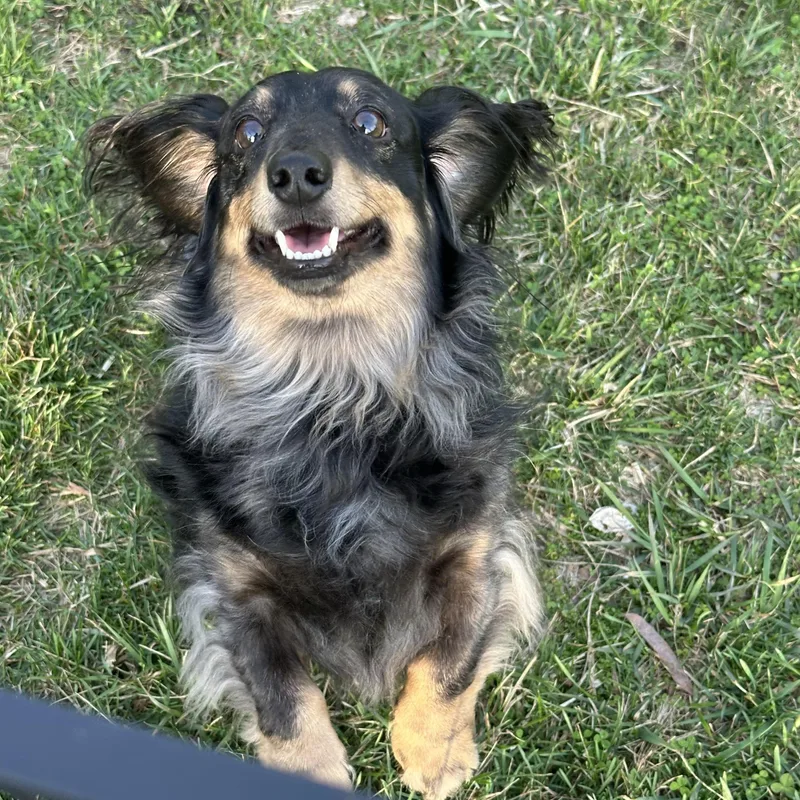 Milo  Ohio Only thumbnail 6