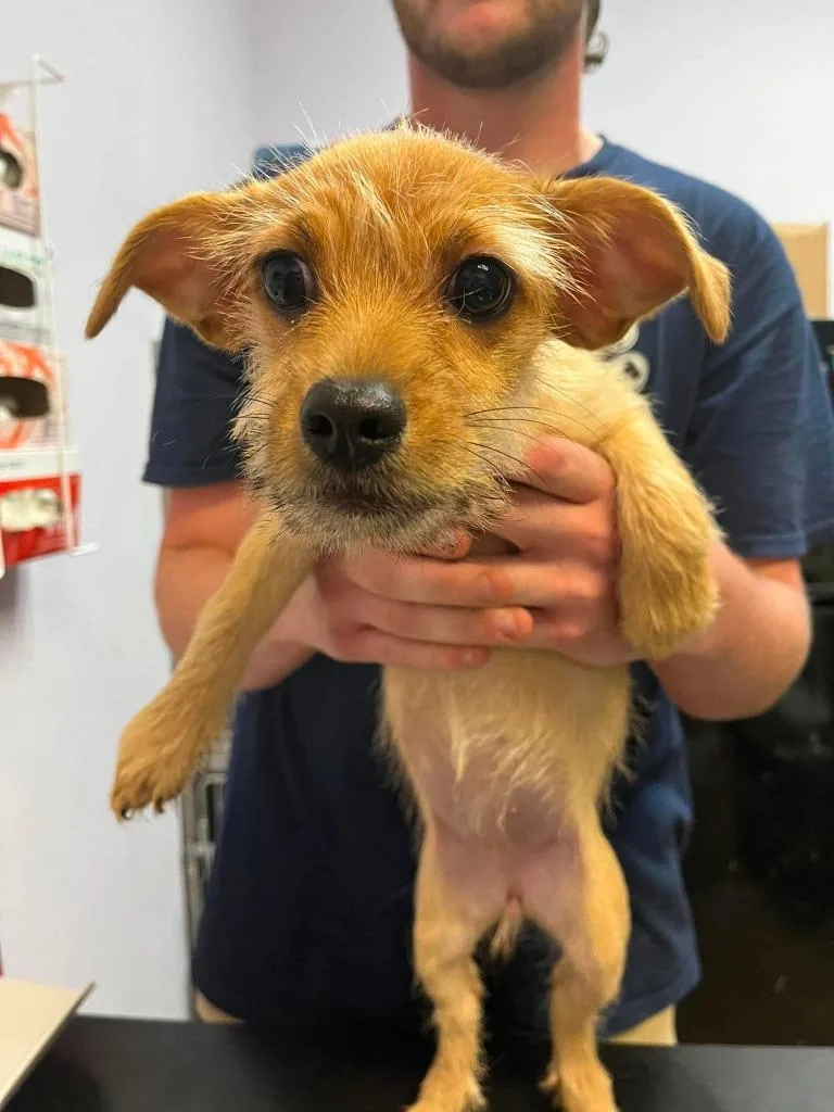 A baby small-sized female Chihuahua dog named Lola for adoption in New Braunfels, TX