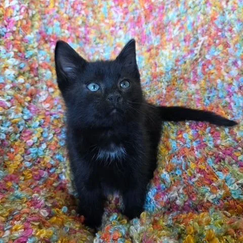 Speckles