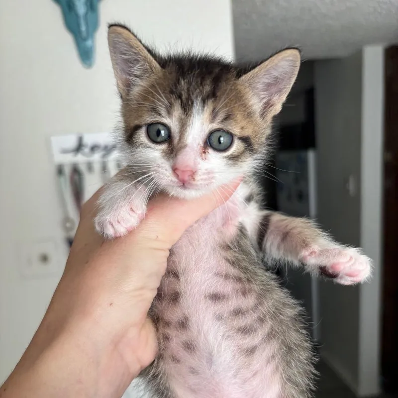 A baby small-sized male Brown / Chocolate Domestic Short Hair cat named Bogart for adoption in Stephenville, TX