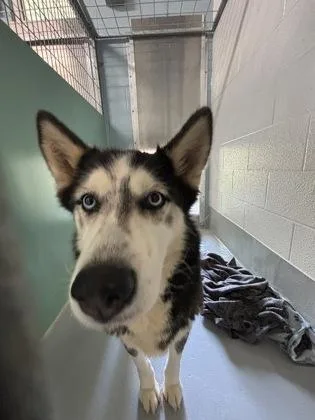 An adult large-sized female Siberian Husky dog named Cola for adoption in Cumming, GA