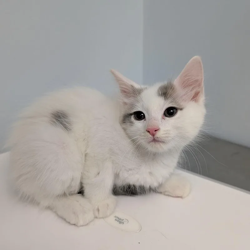 A baby small-sized female Domestic Short Hair cat named Tegan for adoption in Indianapolis, IN