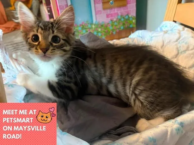 A baby small-sized female Domestic Medium Hair cat named Nala for adoption in Fort Wayne, IN