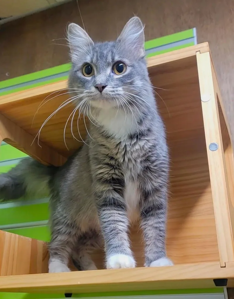 An adult medium-sized female Domestic Short Hair cat named Clementine for adoption in Lake Saint Louis, MO