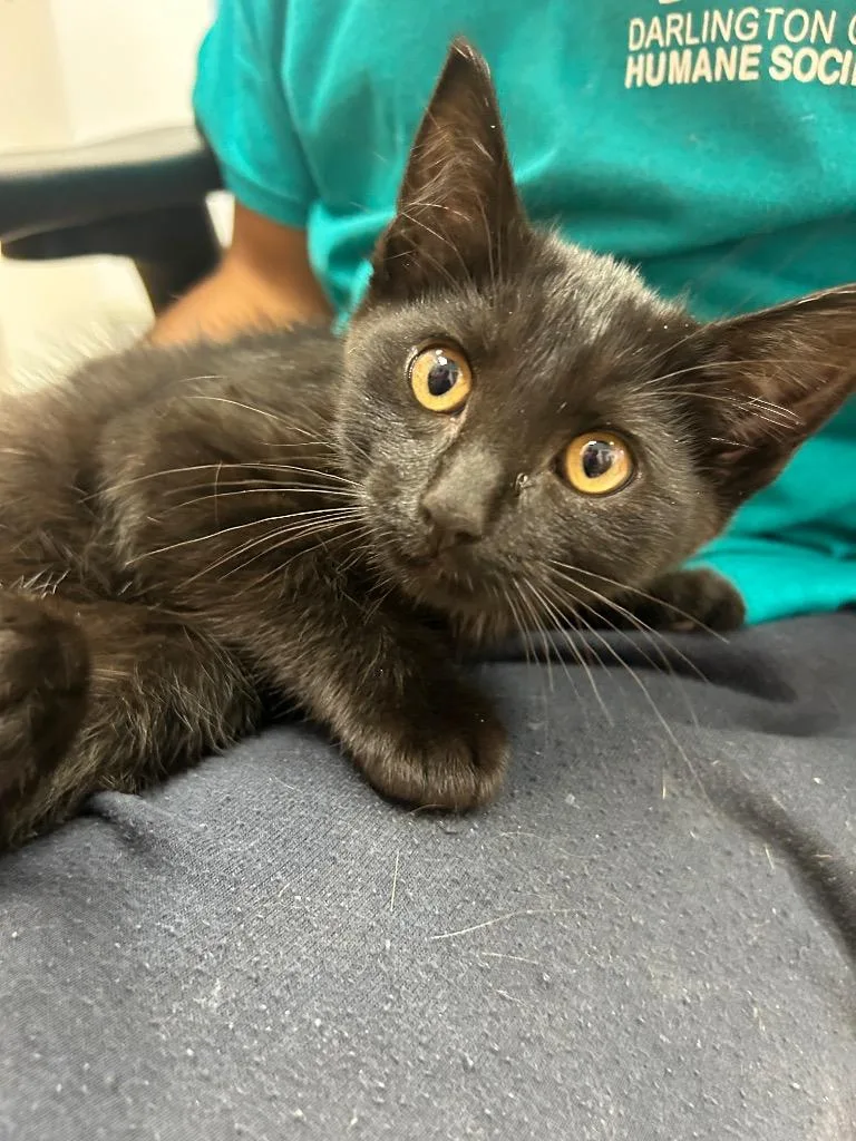 A baby medium-sized female Domestic Short Hair cat named Terry for adoption in Hartsville, SC