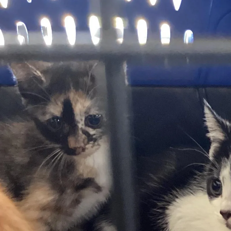 A baby small-sized female Domestic Short Hair cat named Kiara for adoption in Montgomery, AL