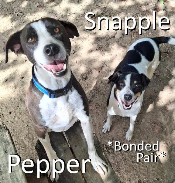 A young large-sized female Mountain Dog dog named Snapple for adoption in Mountain View, AR