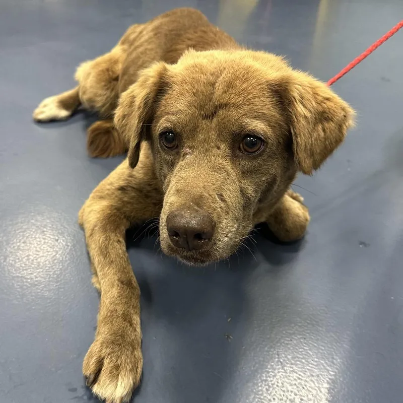An adult medium-sized female Brown / Chocolate German Shepherd Dog dog named Lizzy for adoption in Greensboro, NC
