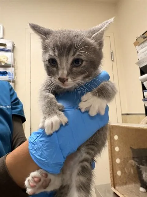 A baby small-sized male Domestic Short Hair cat named Mr. Mittens for adoption in Riverside, CA
