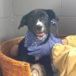 A baby small-sized male Black Coonhound dog named Caterpillar for adoption in Belleville, IL