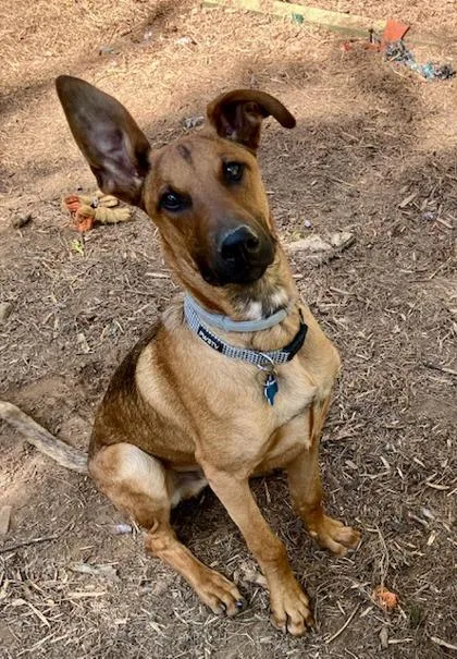 A young medium-sized male Mixed Breed dog named Samiam for adoption in Chamblee, GA