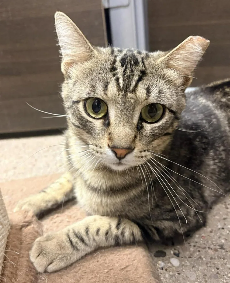 A young medium-sized male Brown / Chocolate Domestic Short Hair cat named Woody Boyd for adoption in Chandler, AZ
