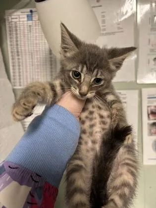 A baby medium-sized female Domestic Short Hair cat named Funyun for adoption in Picayune, MS