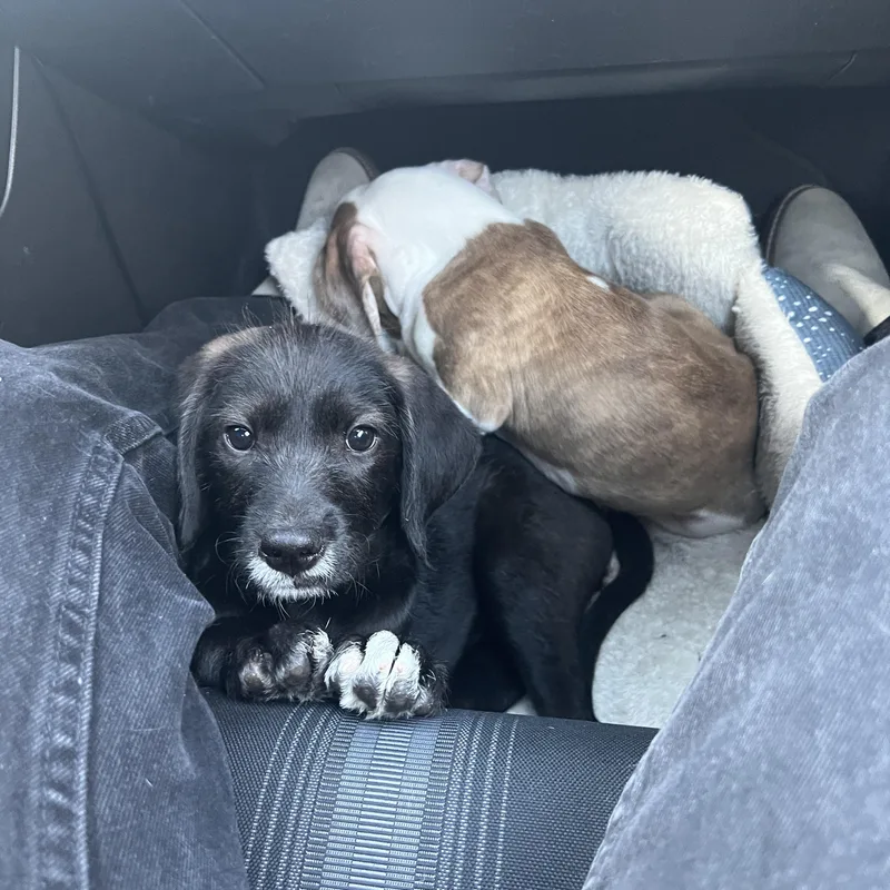 A baby medium-sized male Black Labrador Retriever dog named Sapa for adoption in Shrewsbury, MA