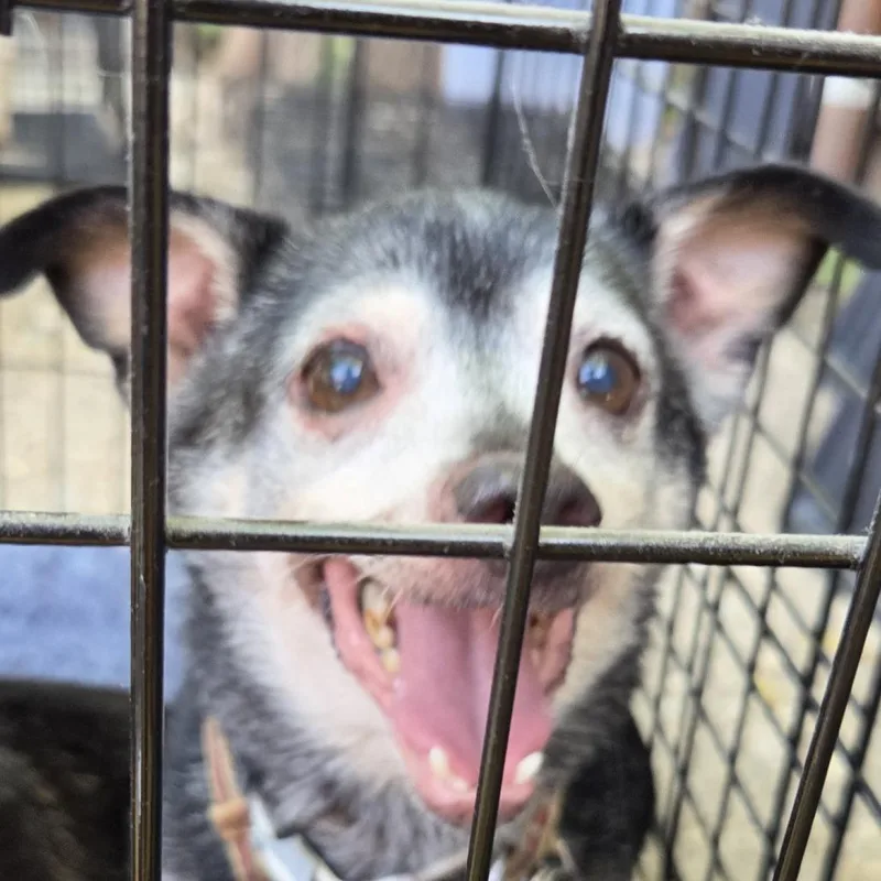 A senior small-sized male Black Mixed Breed dog named Tiny for adoption in Leander, TX