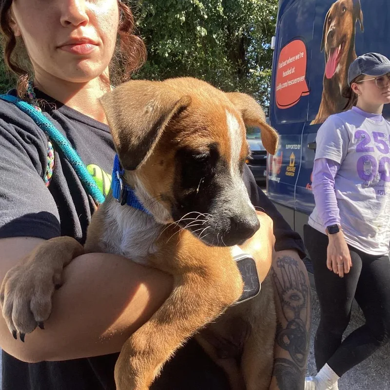 A baby medium-sized male Brown / Chocolate Mixed Breed dog named Boo for adoption in Austin, TX