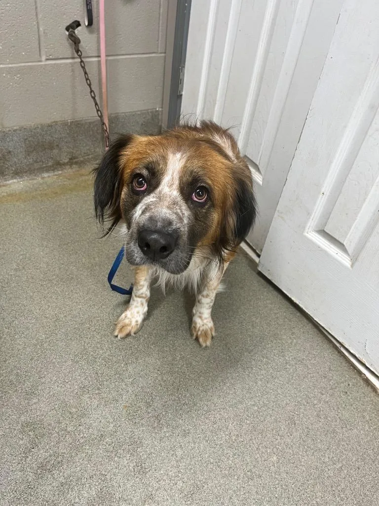 A young large-sized male Terrier dog named Higgins for adoption in Hopkinsville, KY