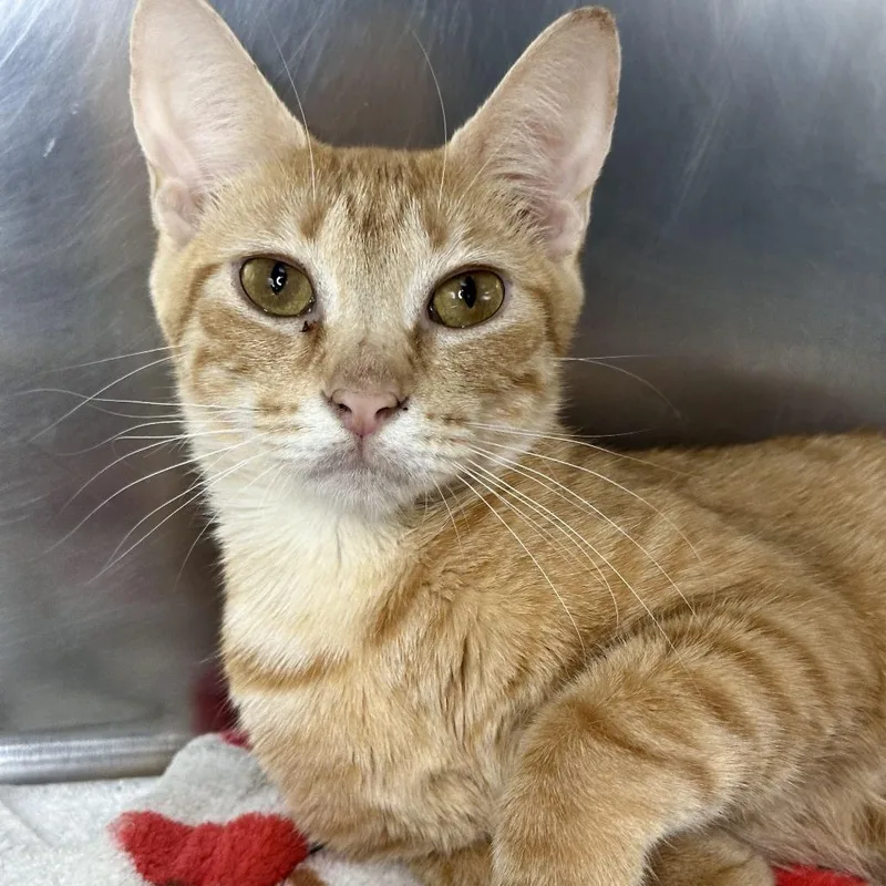 A young small-sized female Orange / Red Domestic Short Hair cat named Fairy Godmother for adoption in Matteson, IL