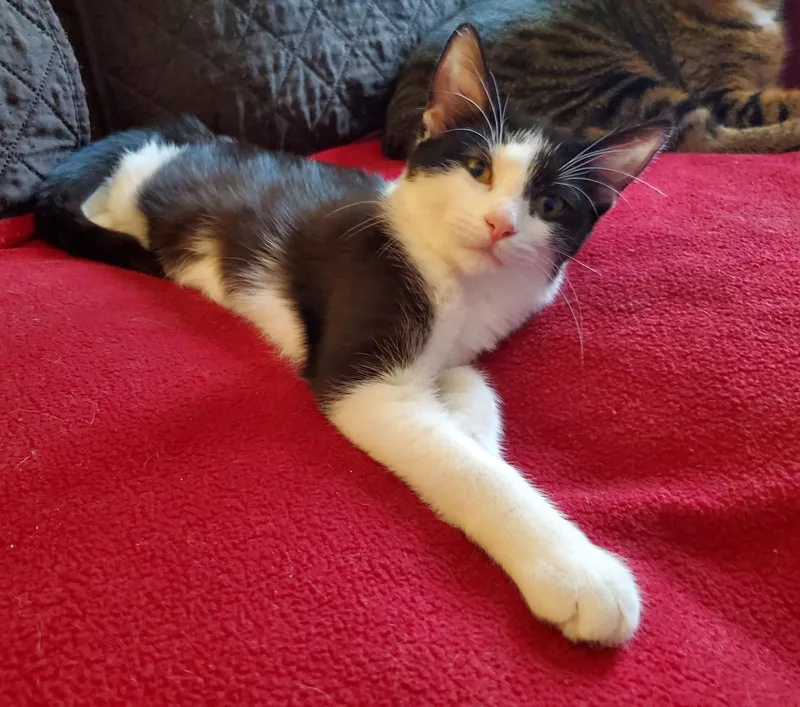 A young medium-sized female Domestic Short Hair cat named Cindy for adoption in Chicago Ridge, IL