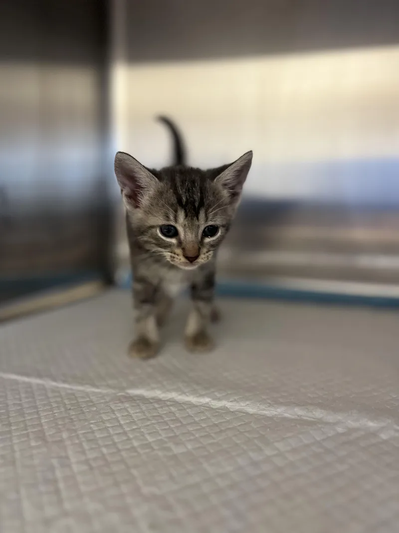 A baby medium-sized male Tabby (Gray / Blue / Silver) Domestic Short Hair cat named Aiden for adoption in Hernando, MS