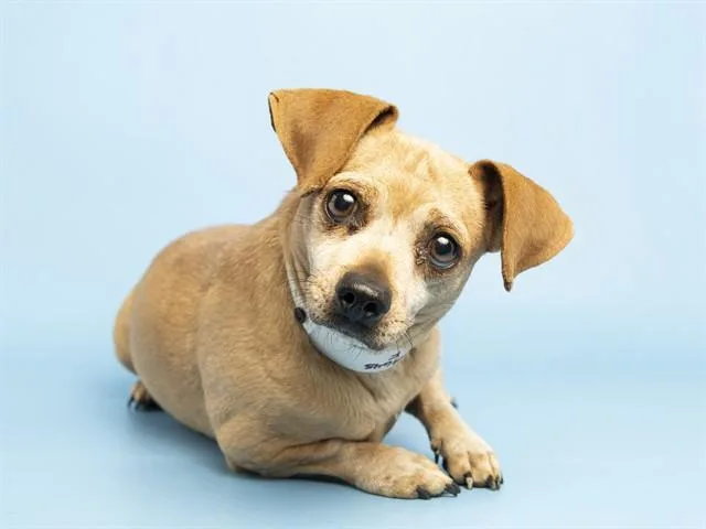 An adult small-sized female Chihuahua dog named Juniper for adoption in Phoenix, AZ