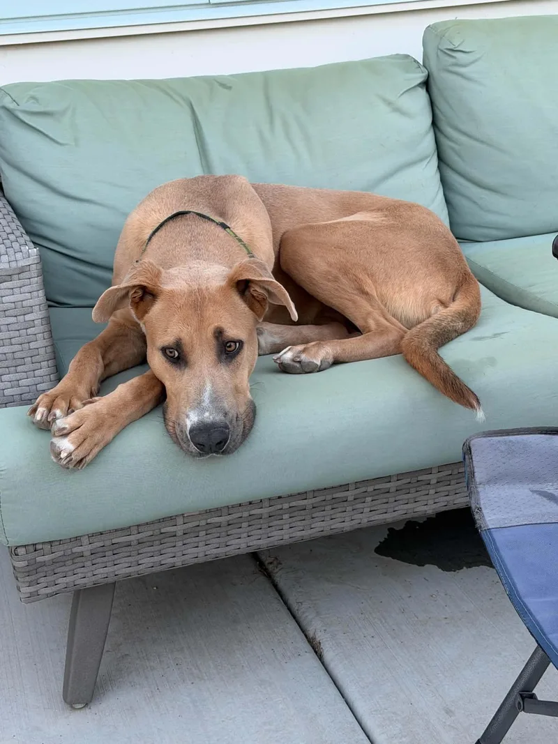 An adult large-sized male Great Dane dog named Hoffman for adoption in Salt Lake City, UT