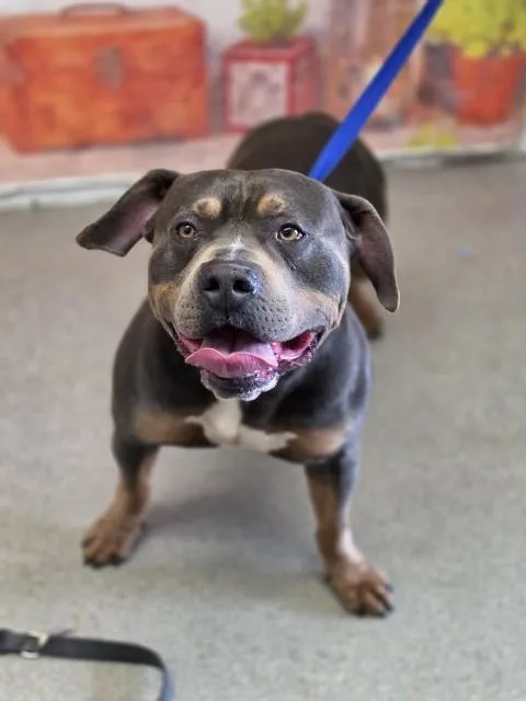 An adult large-sized male Pit Bull Terrier dog named Simba for adoption in San Bernardino, CA