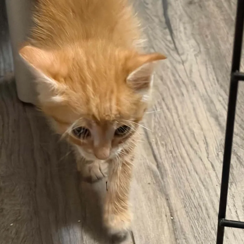 A baby small-sized male Orange / Red Domestic Short Hair cat named Mac for adoption in Edwards, IL