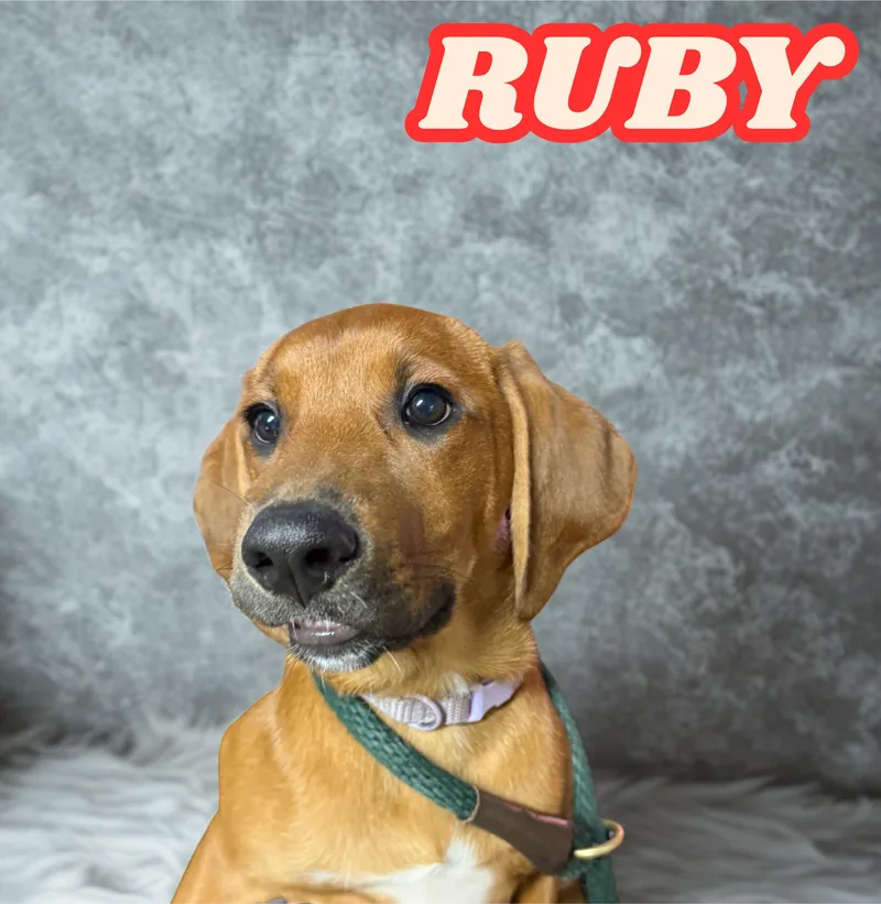 A baby medium-sized female Red / Chestnut / Orange Redbone Coonhound dog named Ruby for adoption in Orleans, VT
