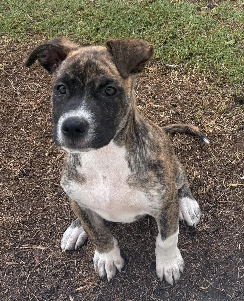 A baby large-sized male Brindle Boxer dog named Smoke for adoption in Sanford, NC