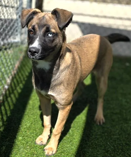 A young large-sized female Mixed Breed dog named Petunia for adoption in Columbia, SC