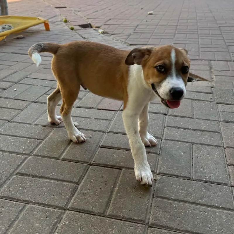 A baby medium-sized male Labrador Retriever dog named Tye for adoption in Spring, TX