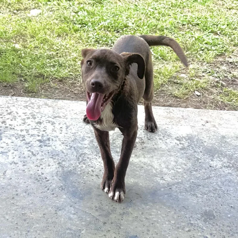 A young small-sized female Brown / Chocolate Labrador Retriever dog named Lilac for adoption in Quakertown, PA