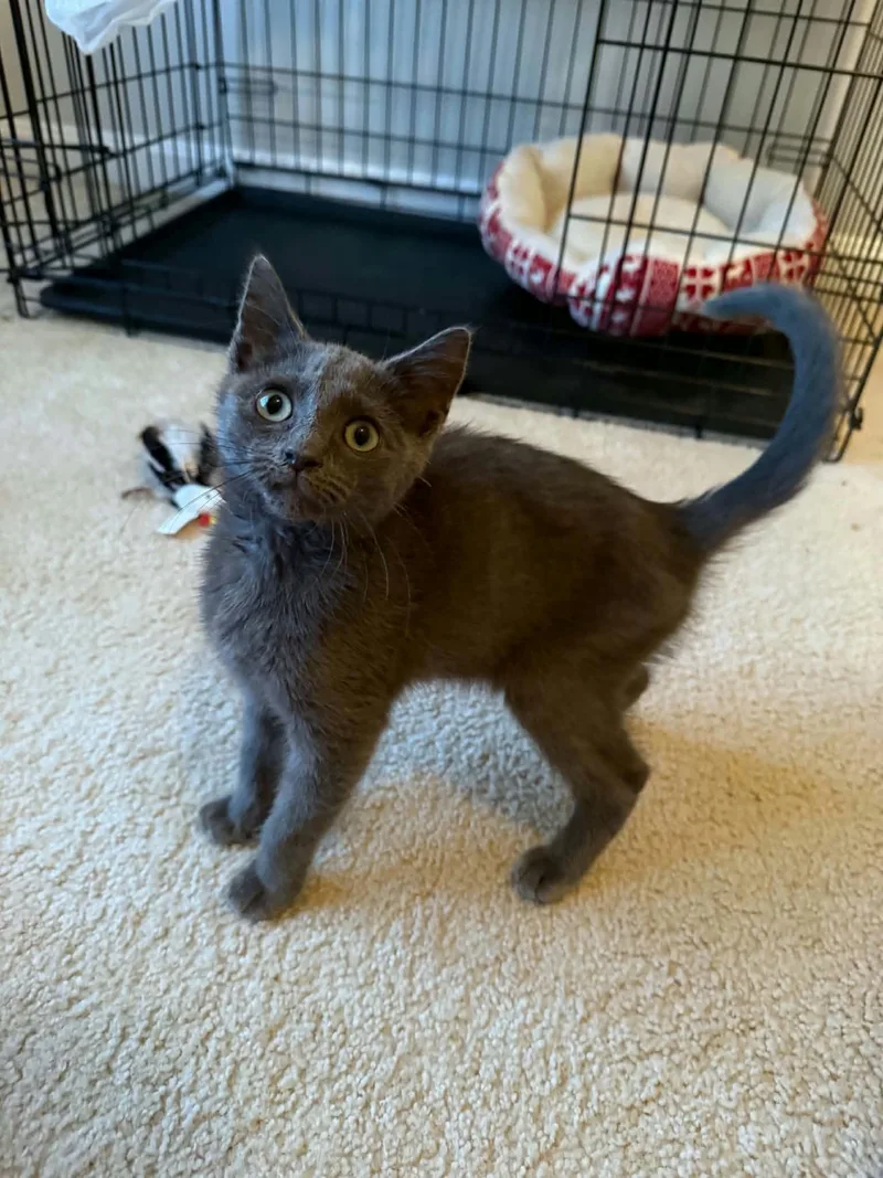 A baby medium-sized female Gray / Blue / Silver Domestic Short Hair cat named Bianca for adoption in Orange, VA