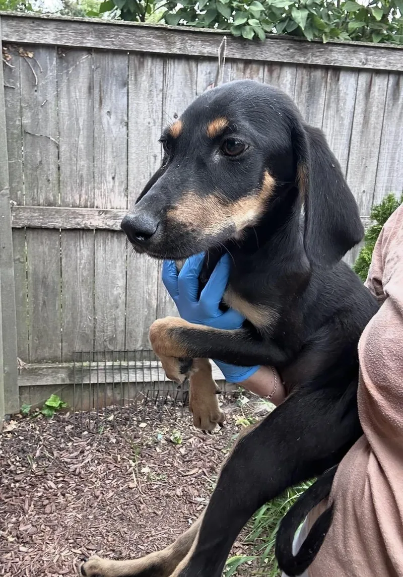 A baby medium-sized female Black Doberman Pinscher dog named Trinity for adoption in Wonder Lake, IL