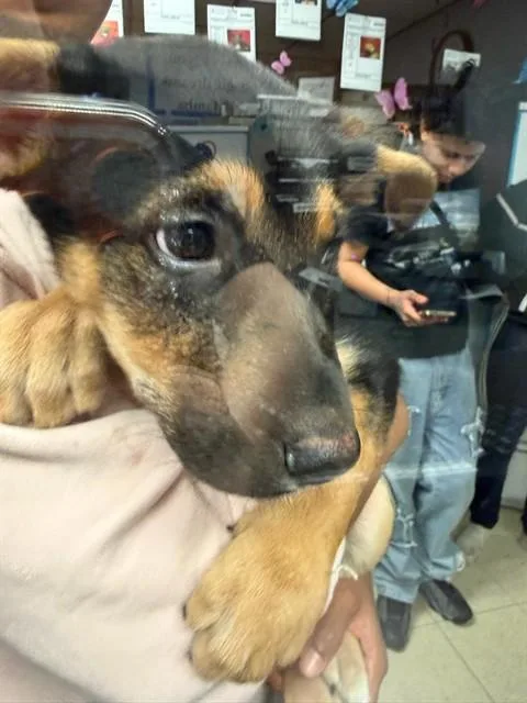 A baby small-sized female German Shepherd Dog dog named Azula for adoption in Stockton, CA