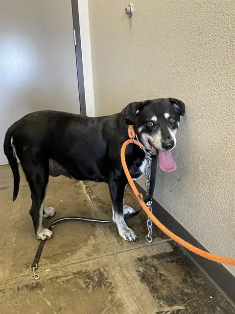 A senior large-sized female German Shepherd Dog dog named Lillian for adoption in Ontario, CA
