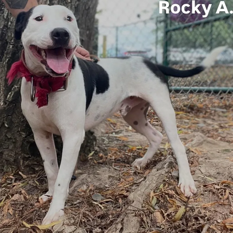 Rocky A.