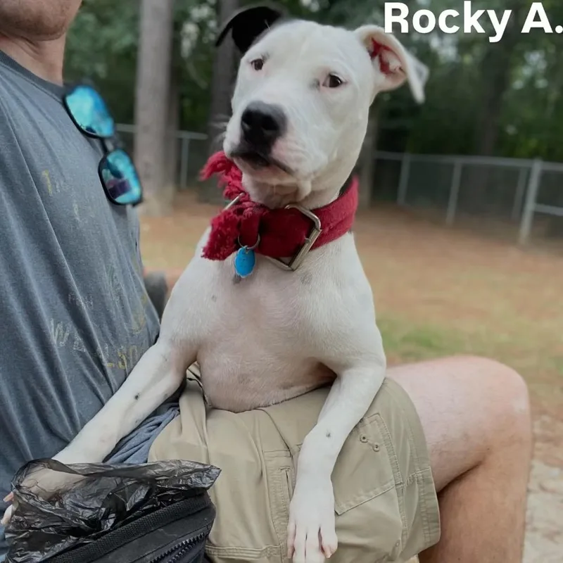 Rocky A. thumbnail 2