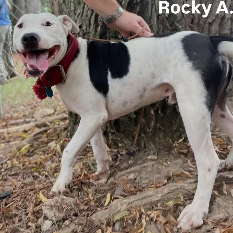 Rocky A. thumbnail 3