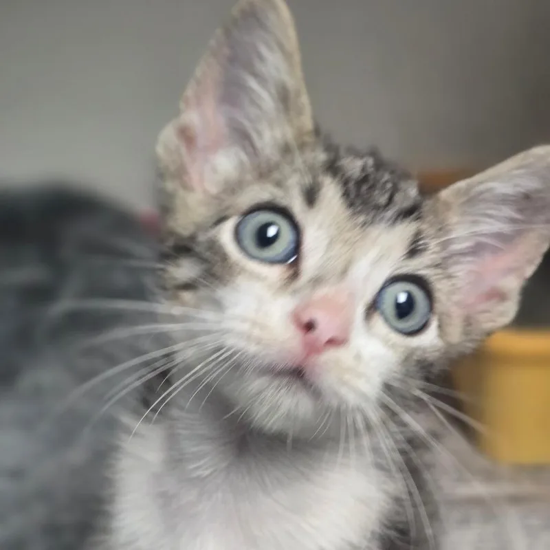 A baby small-sized male Domestic Short Hair cat named Dub for adoption in San Antonio, TX