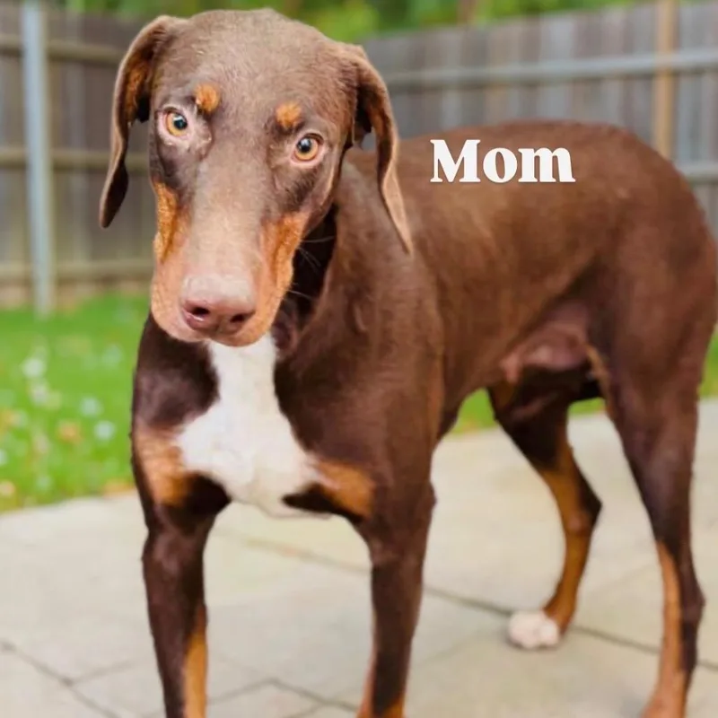 Penelope thumbnail 2