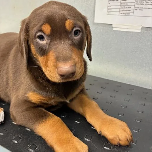 Penelope thumbnail 3