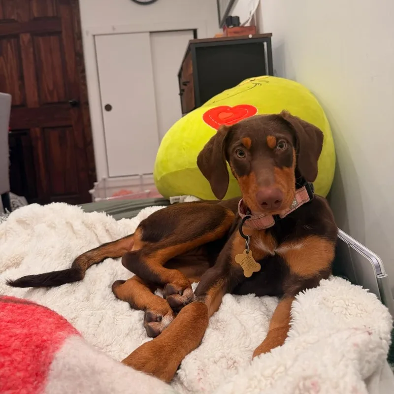 Penelope thumbnail 4